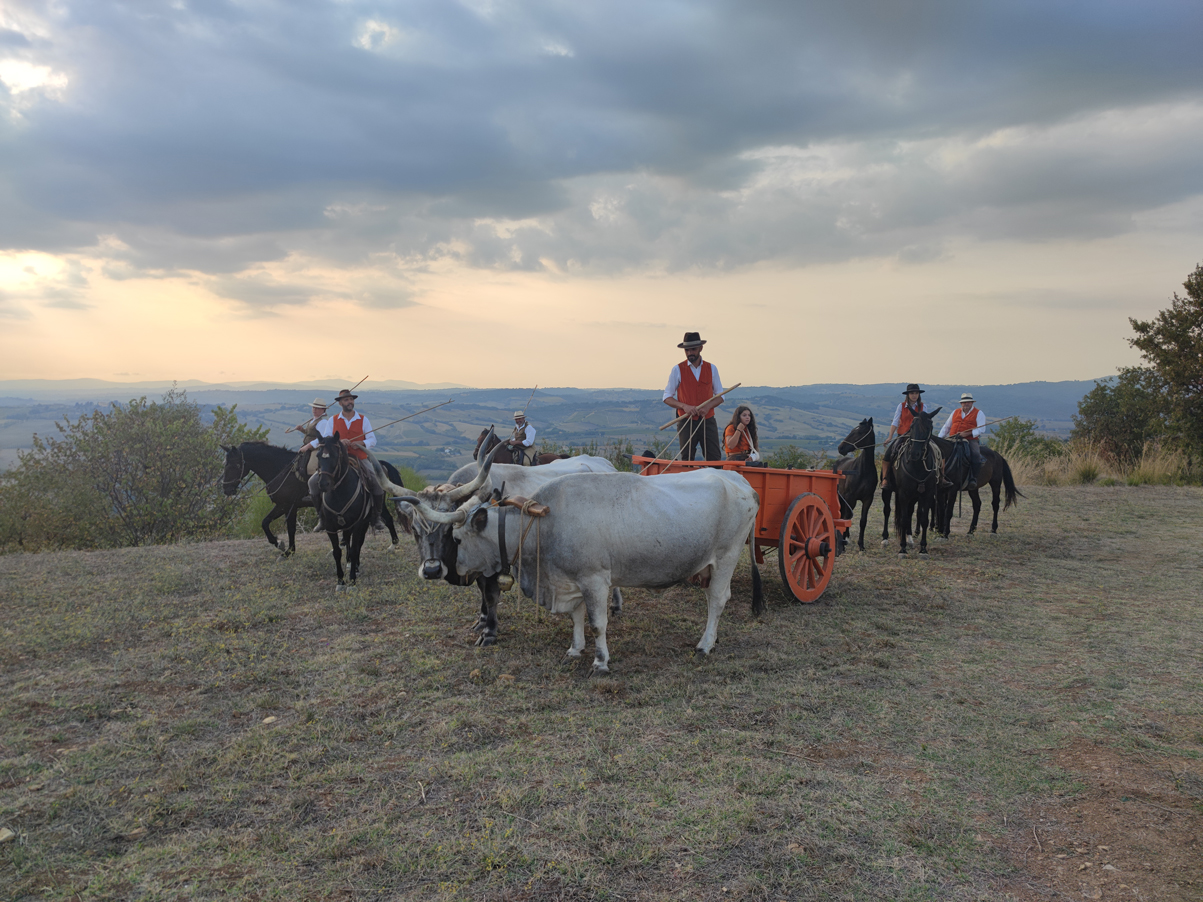 Dans la tradition locale, les Butteri, sorte de gardians locaux, conduisaient les bœufs vers les pâturages