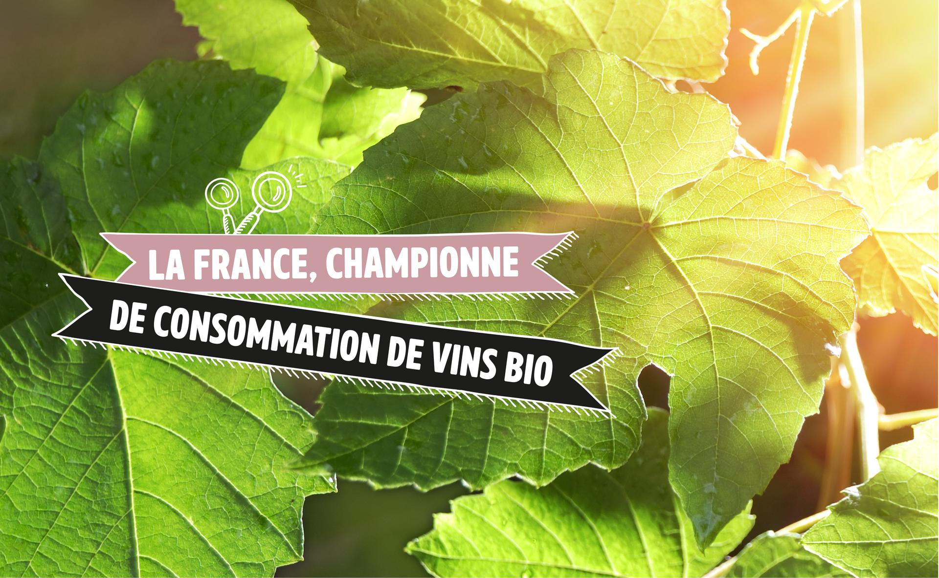 La France, championne du monde de consommation de vins bio