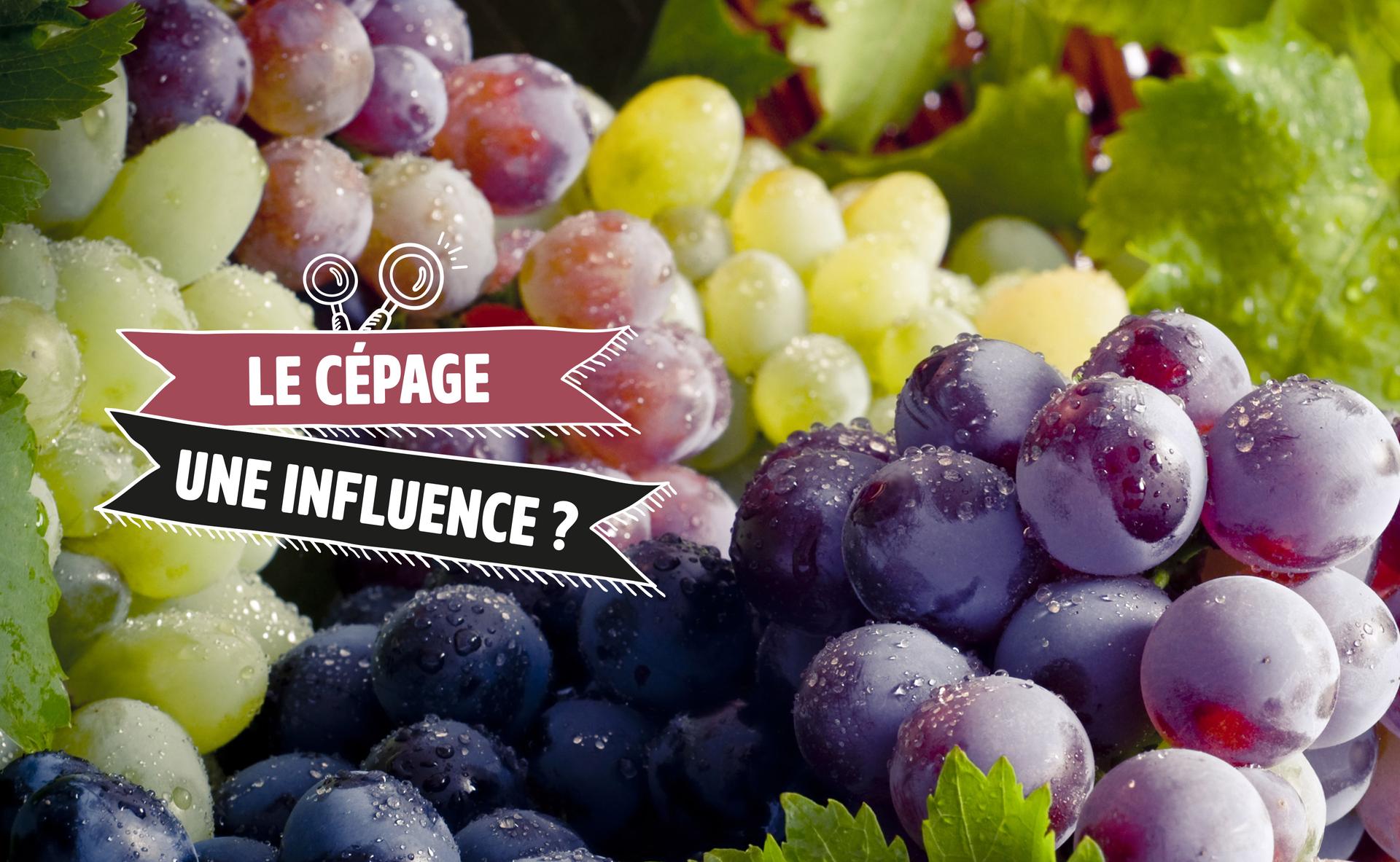Le cépage : quelle influence sur le goût du vin ?