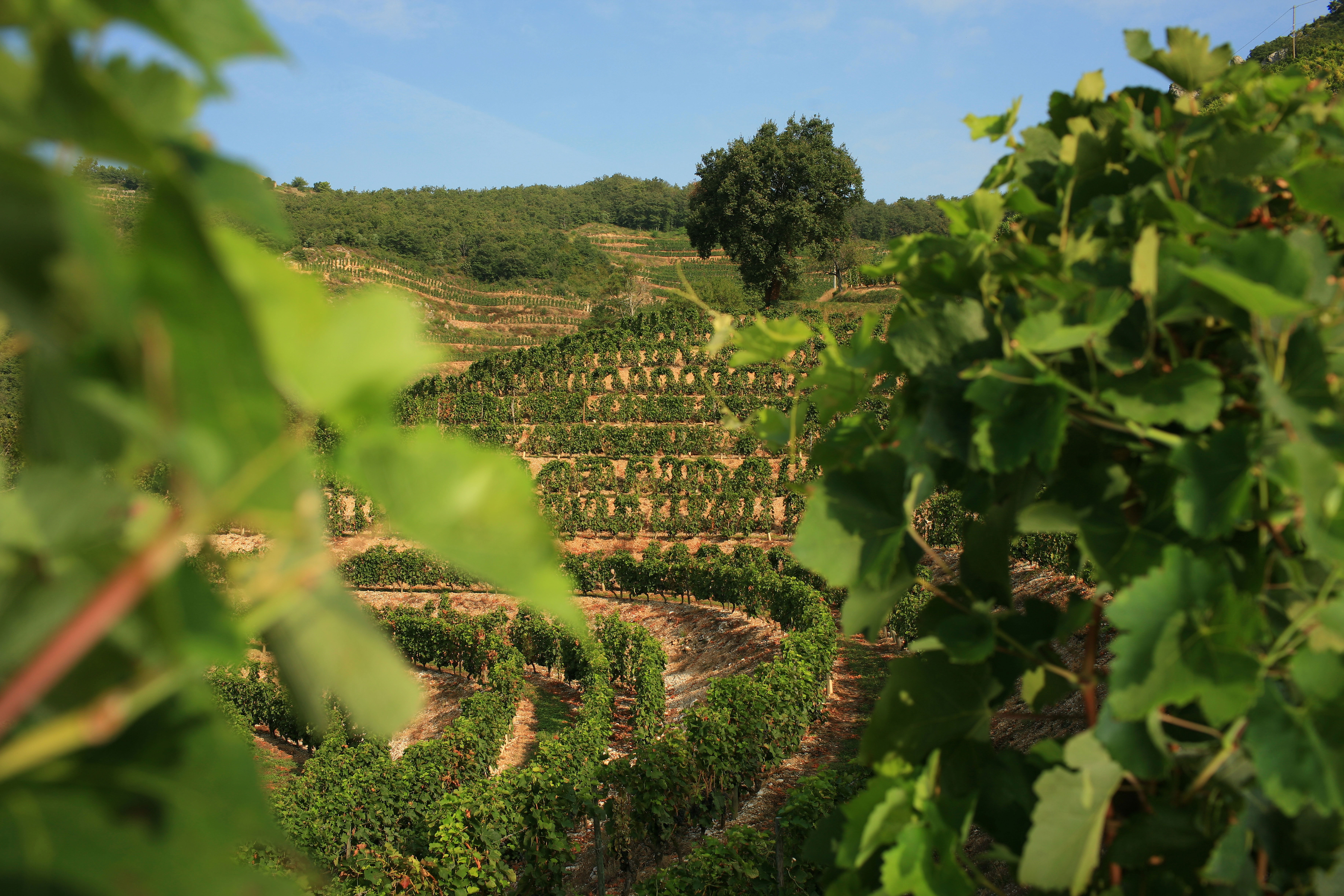 Le vignoble s’étend de Chavanay au Nord à Guilherand au Sud - Crédit : Olivier Roux