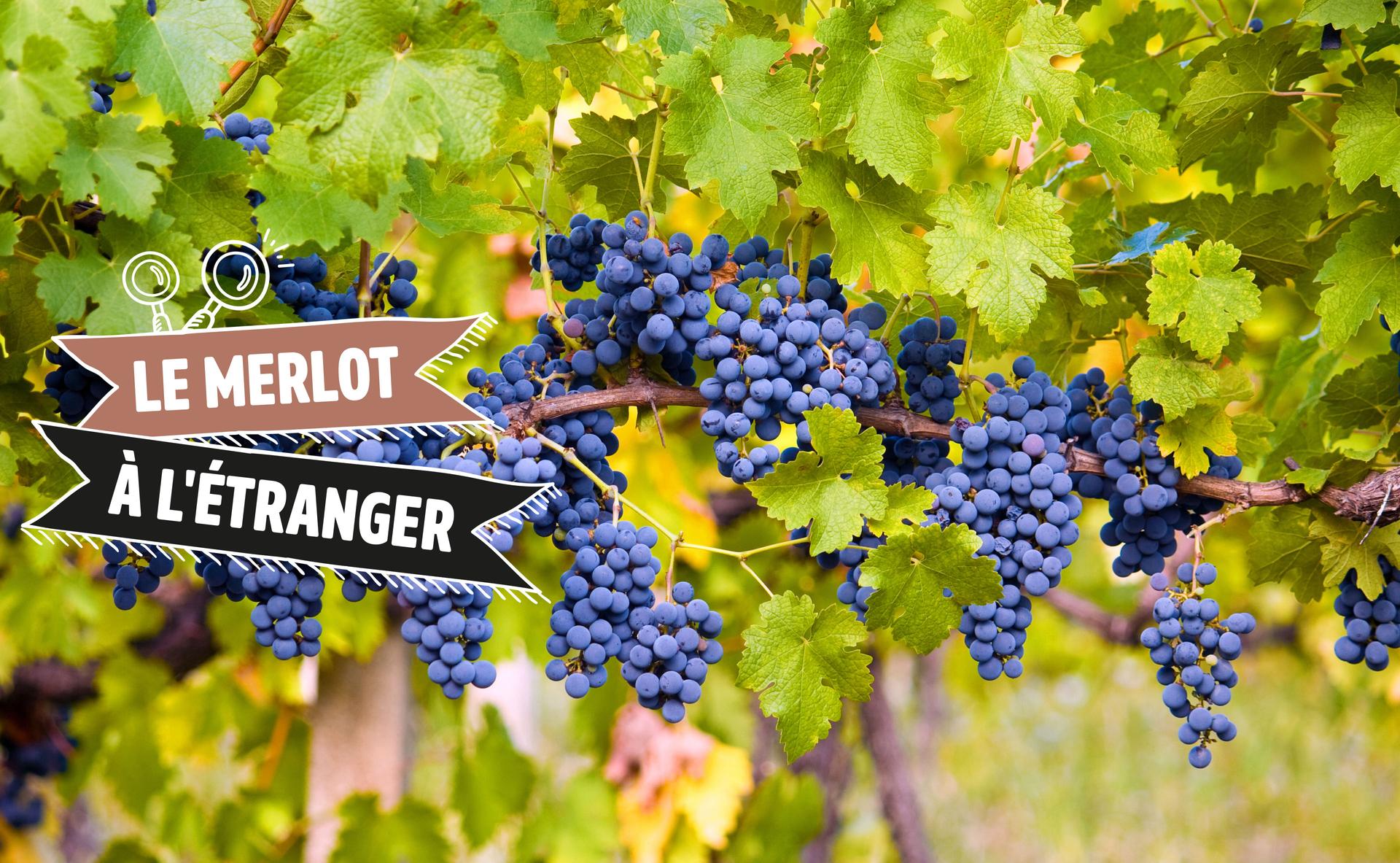 Le Merlot à l'étranger