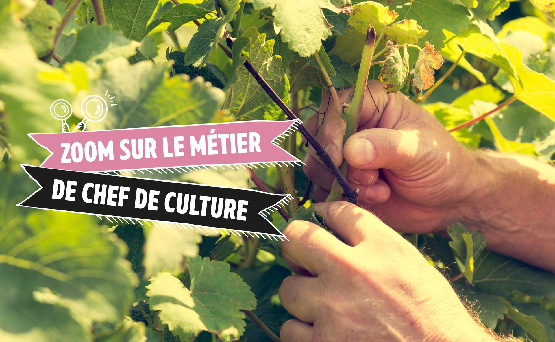 Zoom sur le métier de chef de Culture
