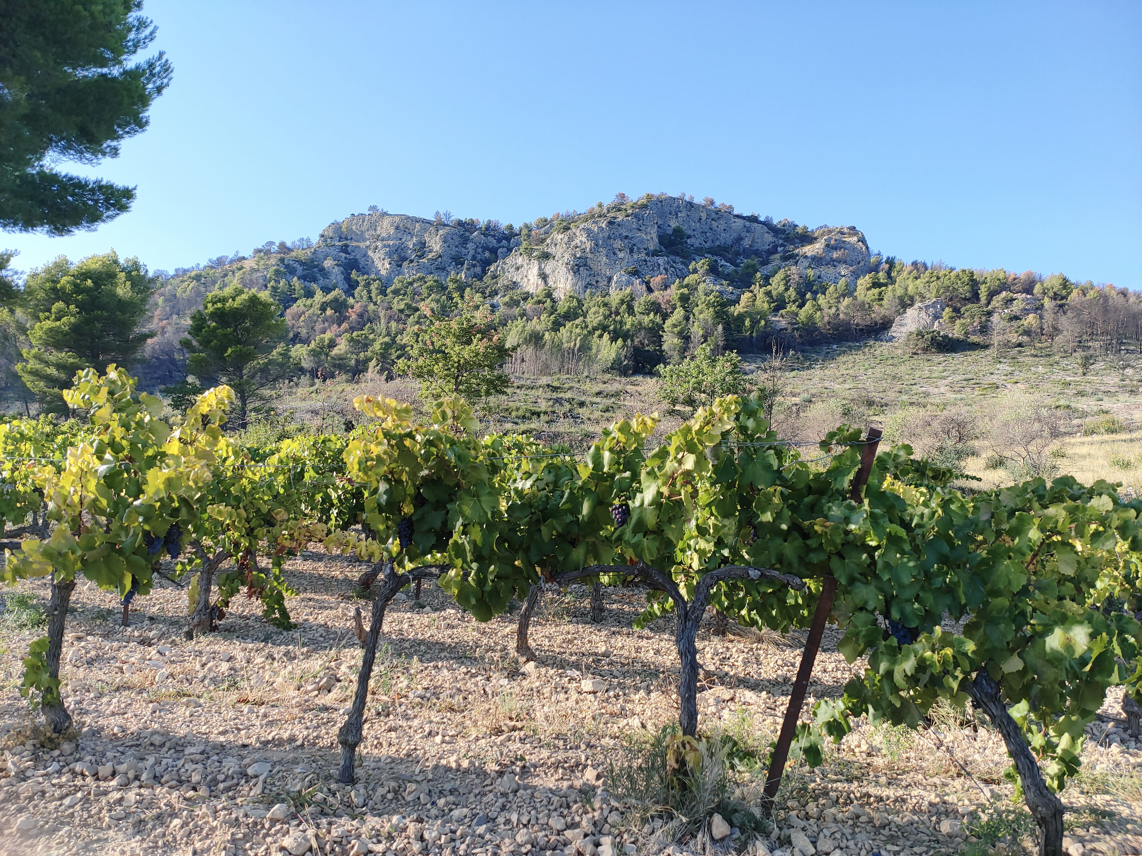 Une partie des vignes du Château Juvenal au pied de la colline du Graveyron -Crédit photo : @Yoann Palej