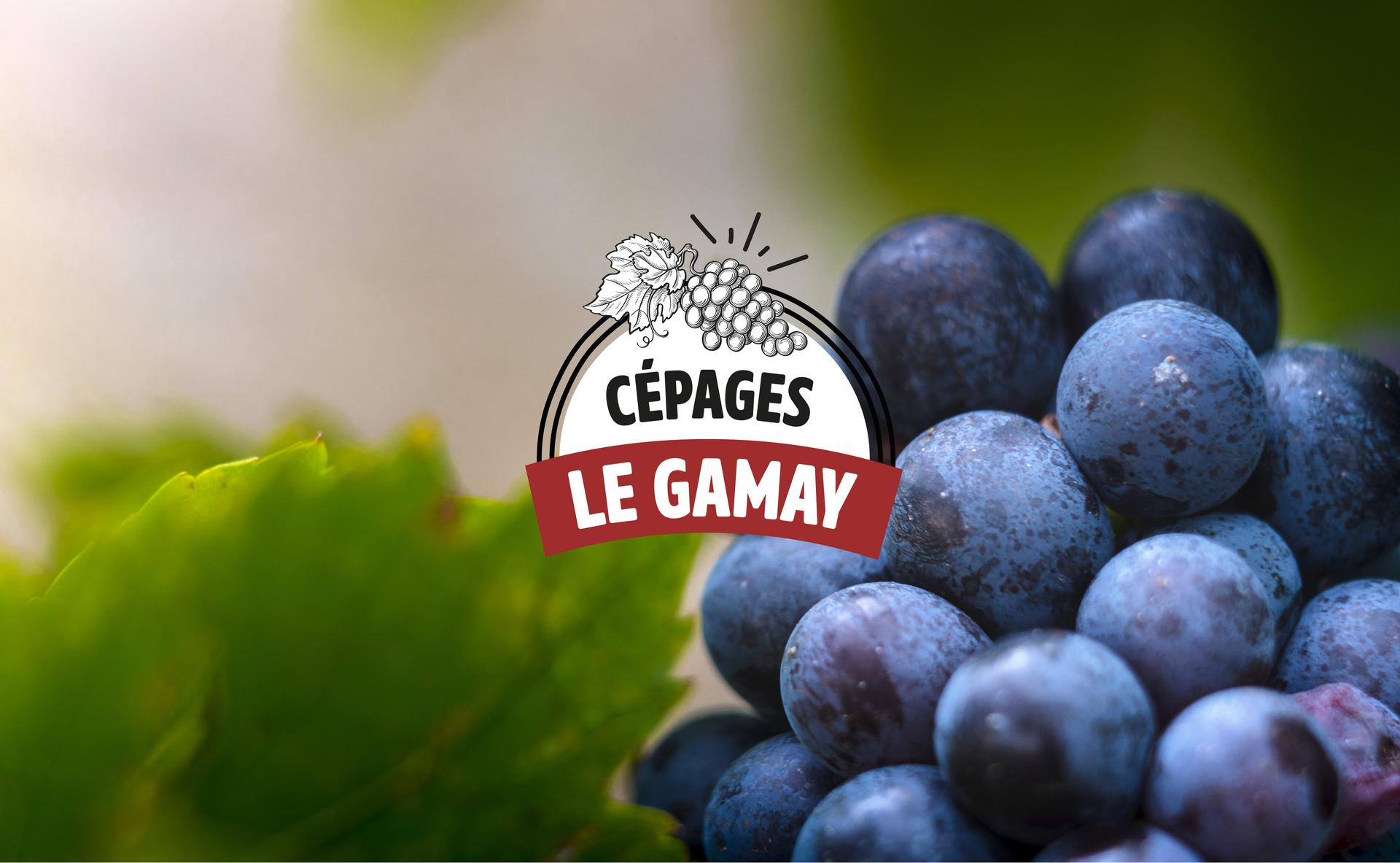 Focus cépage : Le Gamay