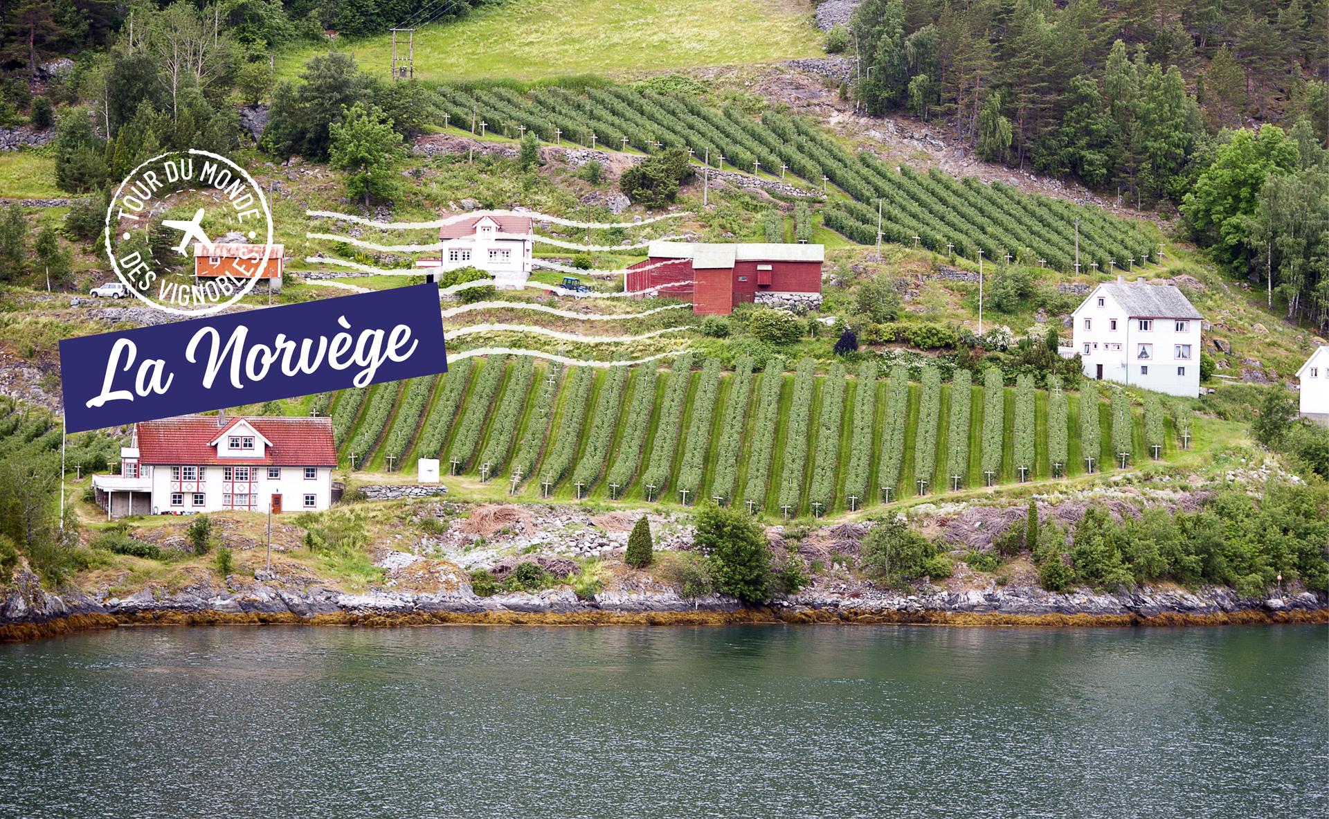 Tour du monde des vignobles : De la vigne en Norvège ?