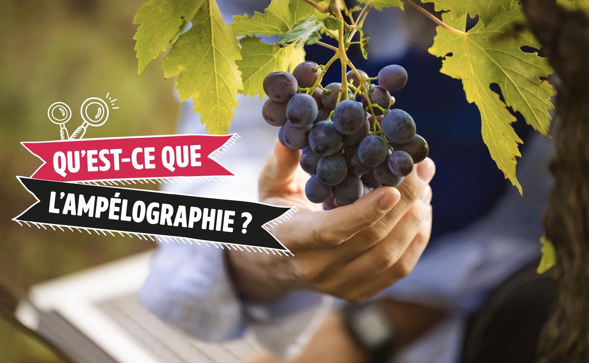 Qu’est-ce que l’ampélographie ?