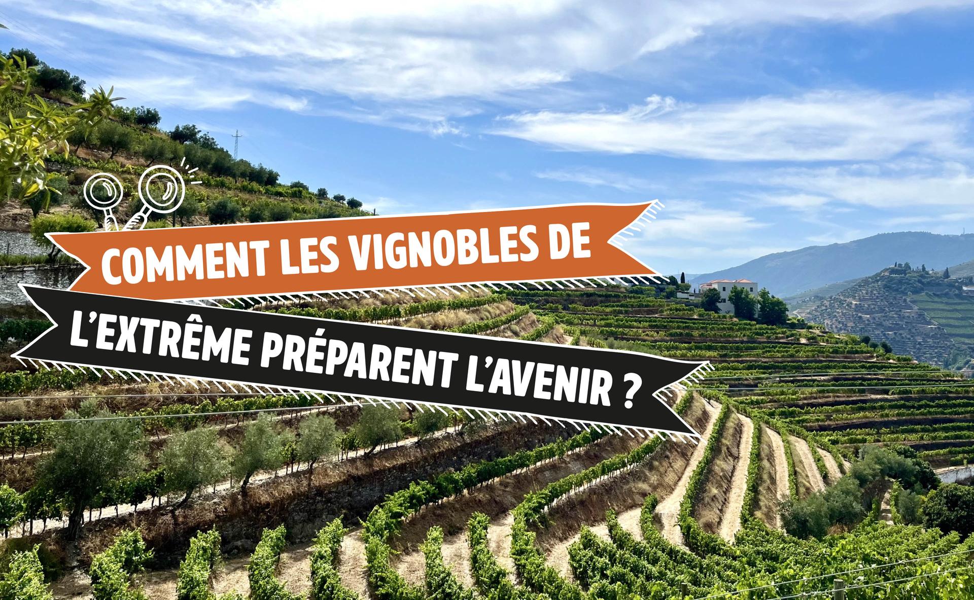 Viticulture héroïque : comment les vignobles de l’extrême préparent l’avenir