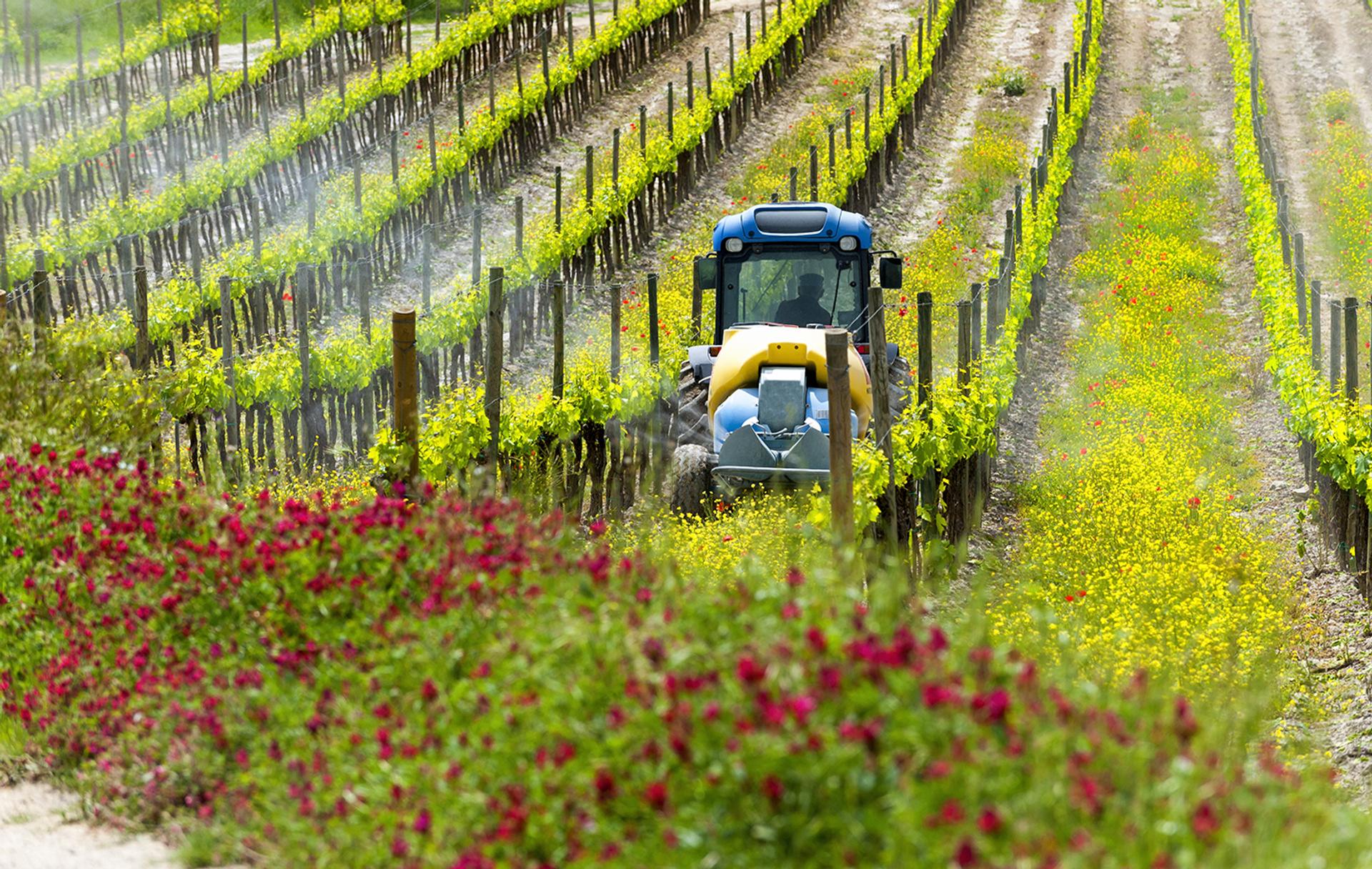 Pourquoi est-ce si difficile de se passer de produits phytosanitaires en viticulture ?