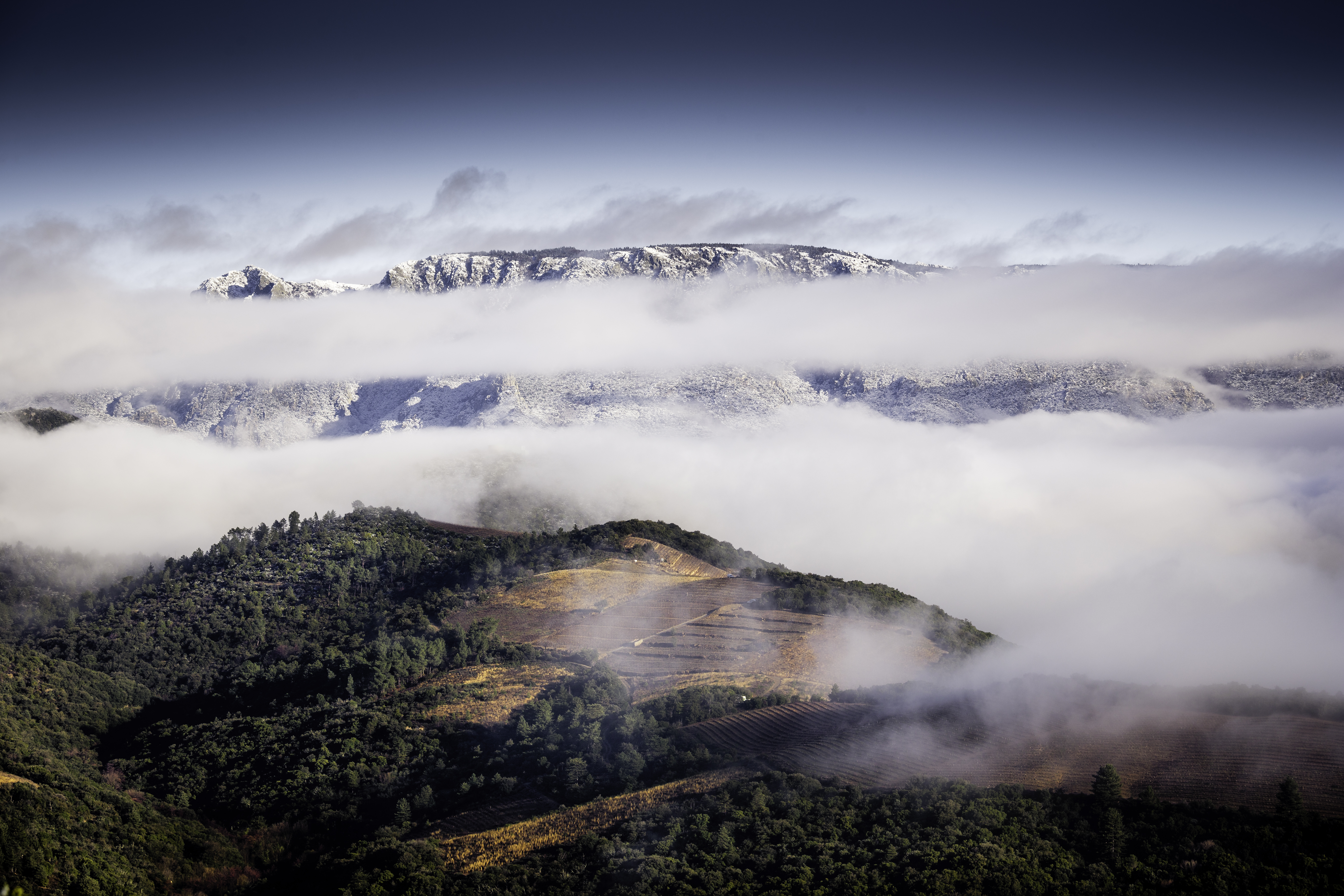 Vignoble avec vue sur le massif du Caroux - Crédit photo : Gaylord Burguière