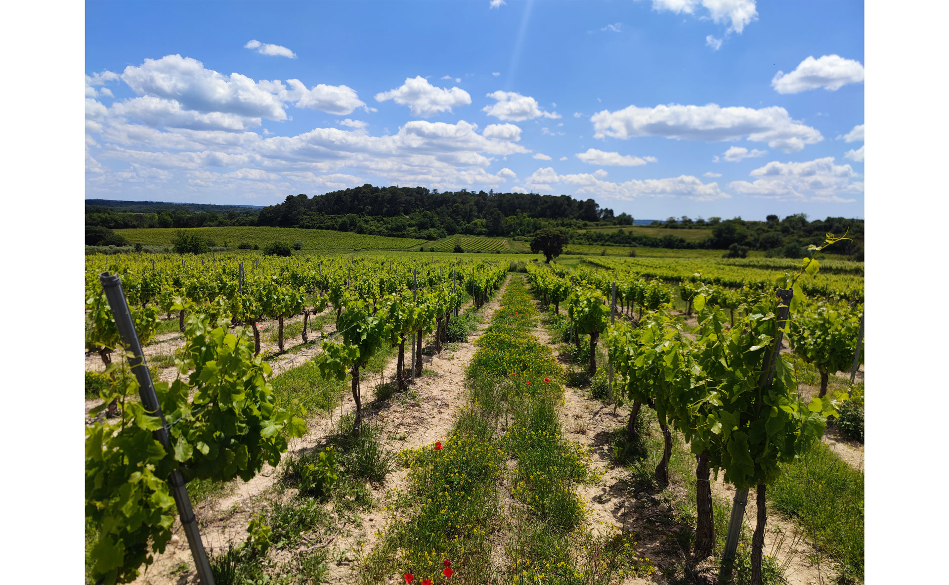 Plus de 90% des vignerons sont sous label, dont 46% en bio ou en conversion