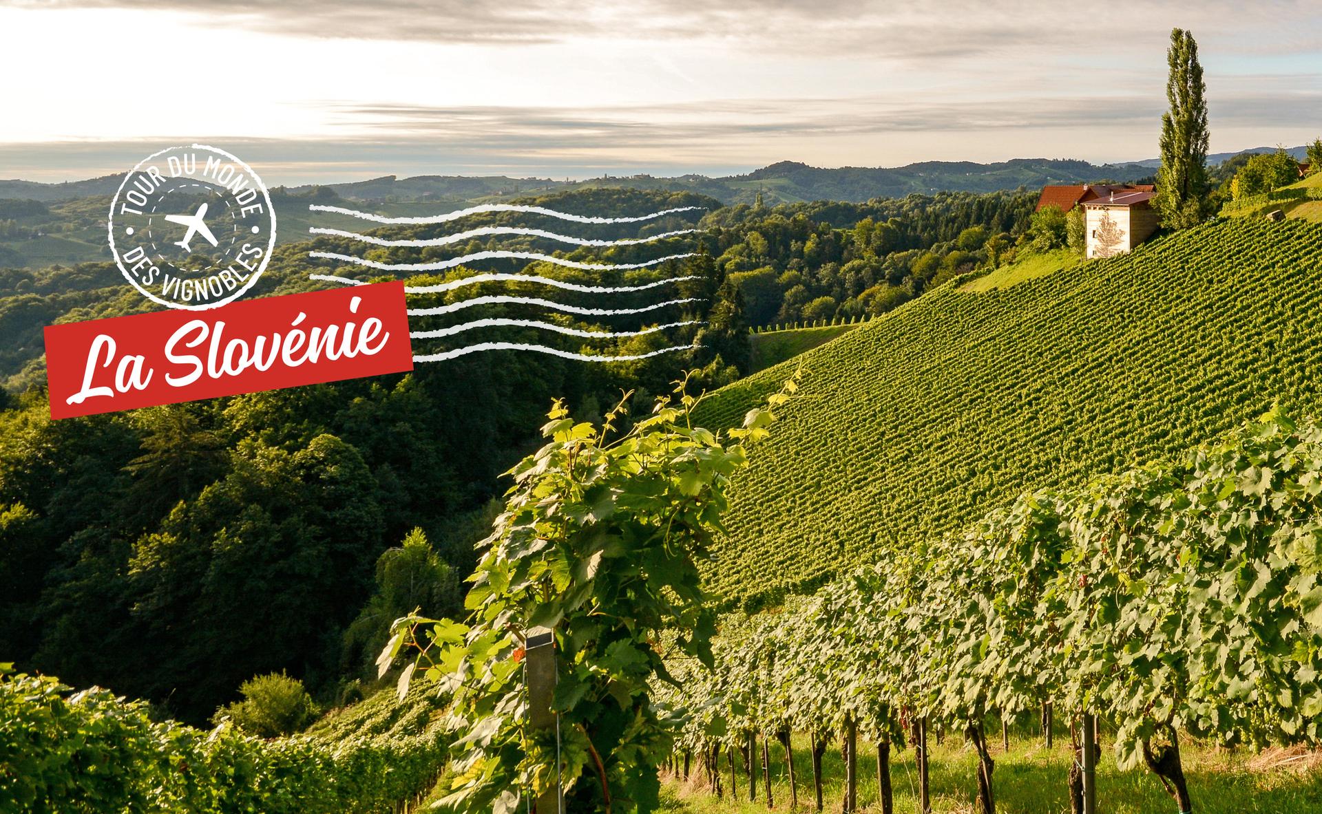 Tour du monde des vignobles : la Slovénie