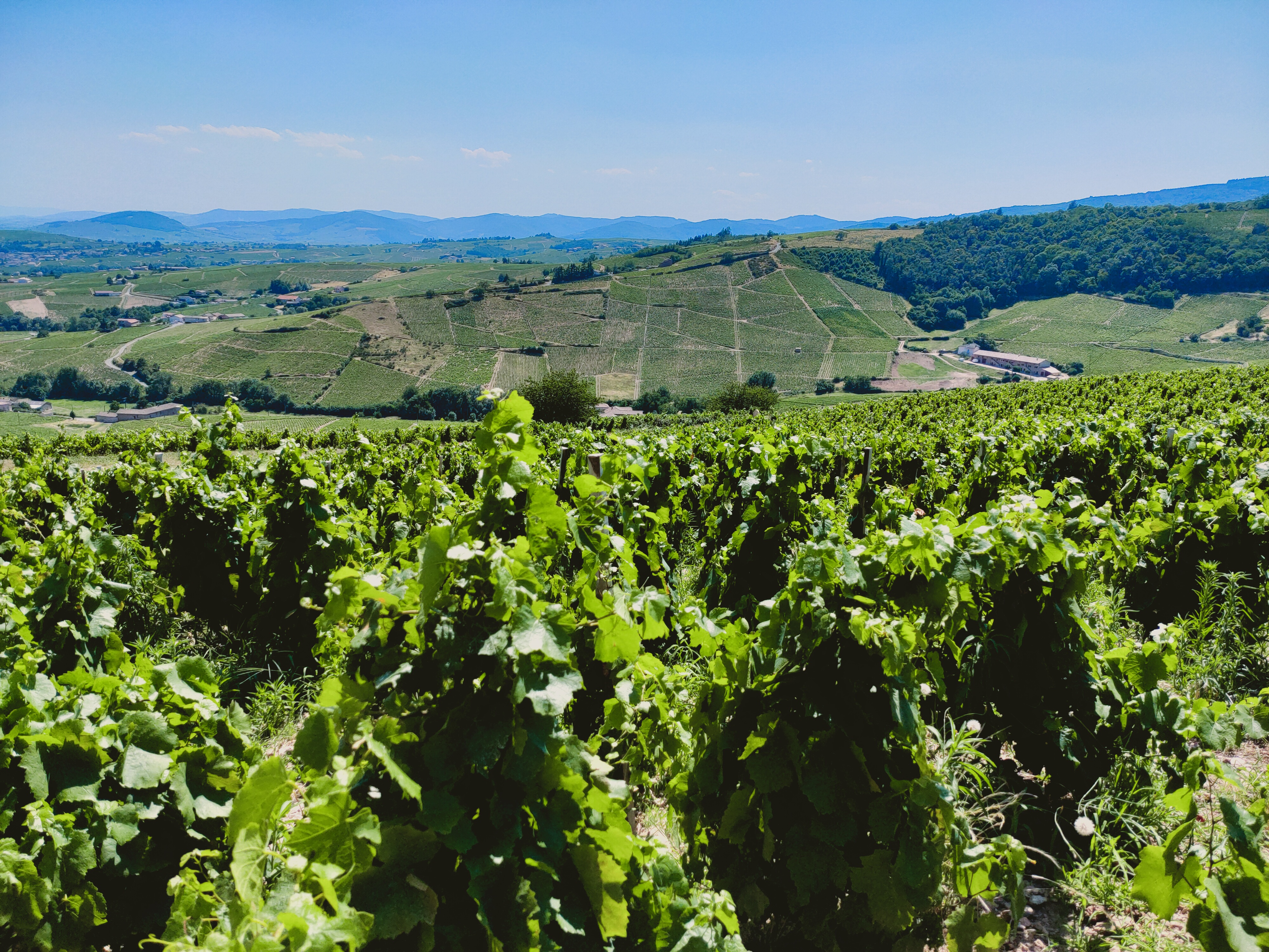 Les vignes de Fleurie depuis les hauteurs du domaine de la Madone - Crédit photo : Yoann Palej