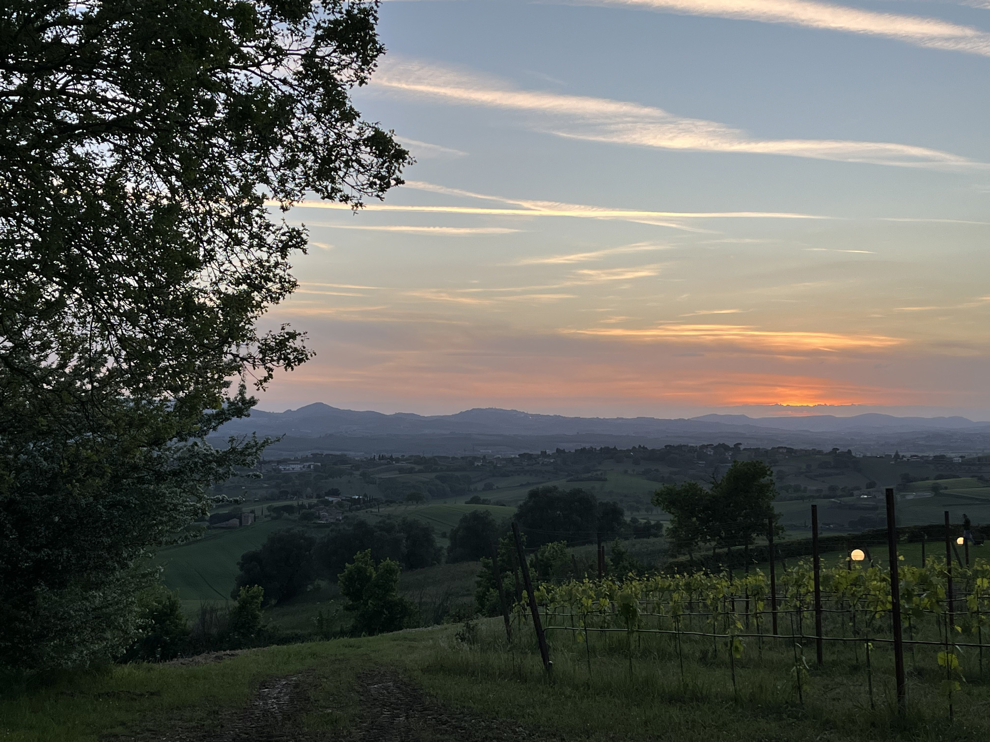 Coucher de soleil dans les vignes de Poggio Santa Maria - Crédit photo : Alexandra Foissac