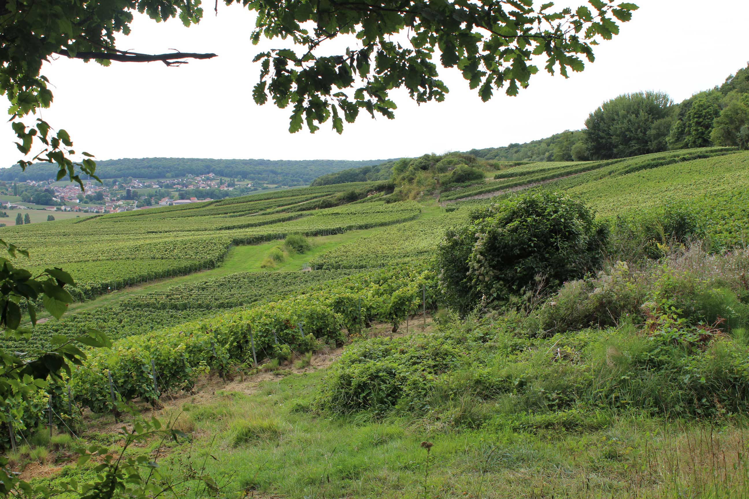 arbustes, arbres et haies dans le vignoble champenois - Crédit photo : Comité Champagne