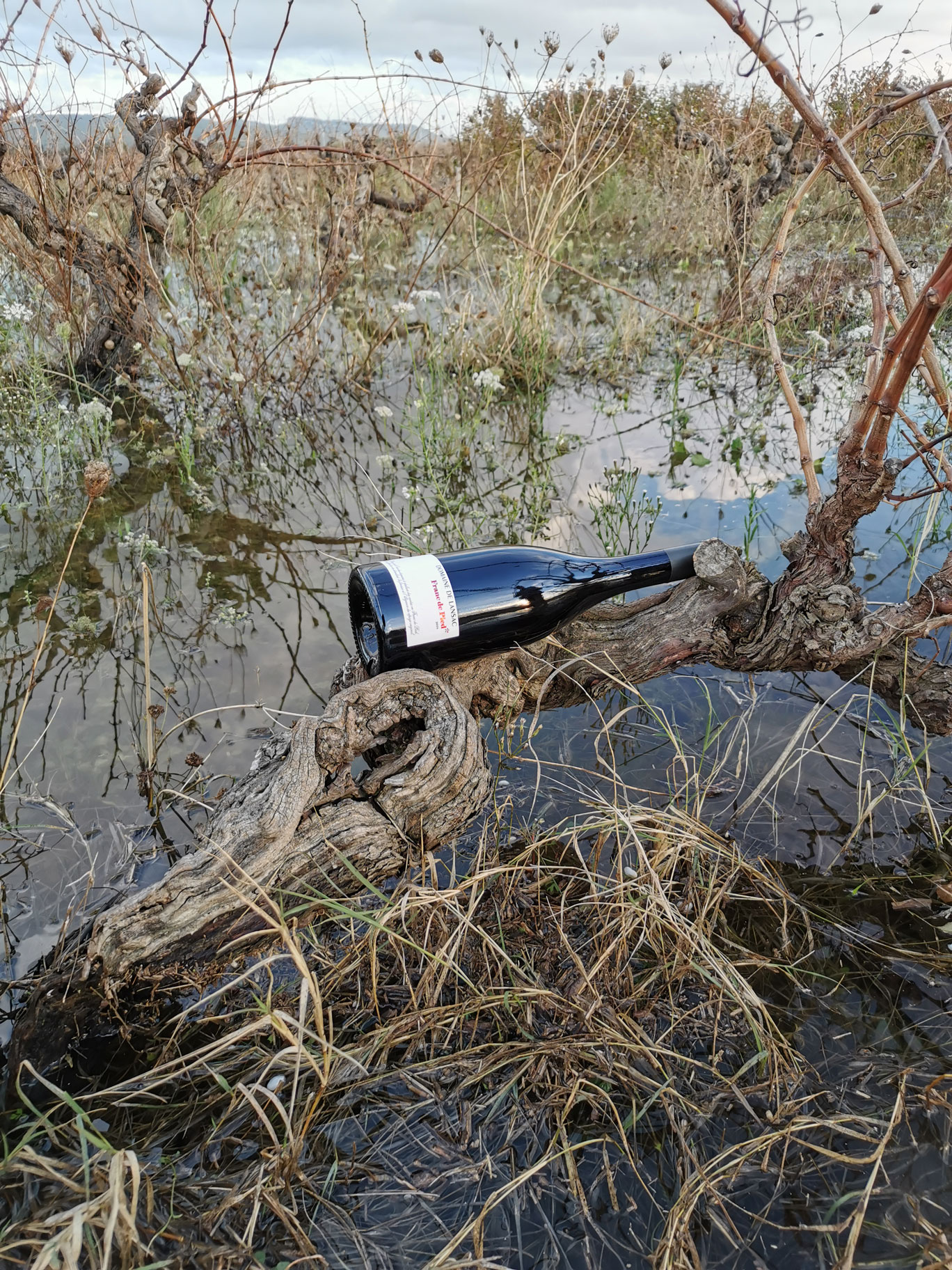 Au Domaine de Lansac, les vignes franches de pied sont immergées dans l’eau pour lutter contre le phylloxéra - Crédit : Eléonore de Sabran-Pontevès