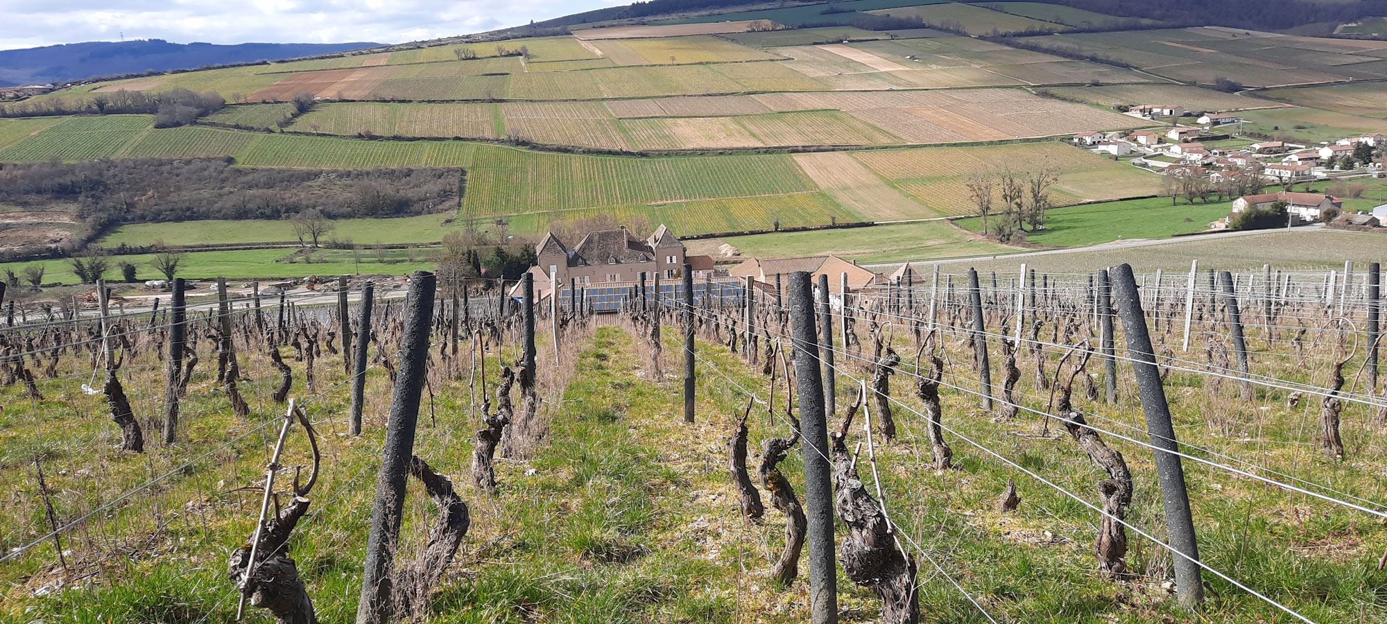 Les vignes évoluent sur une myriade de terroirs qui donnent des expressions différentes aux vins - Crédit : Romy Ducoulombier