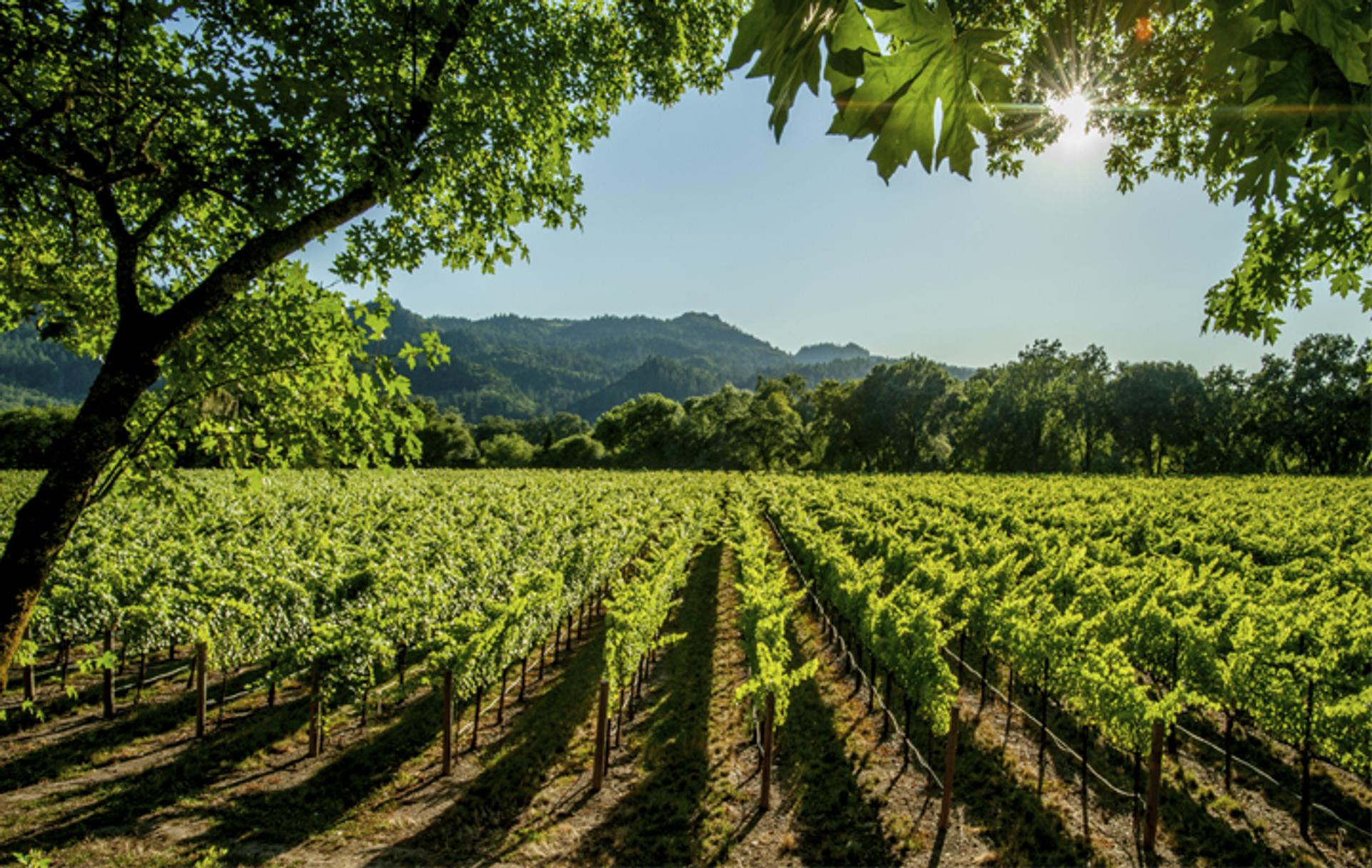 Que valent les vins des nouveaux vignobles français ?