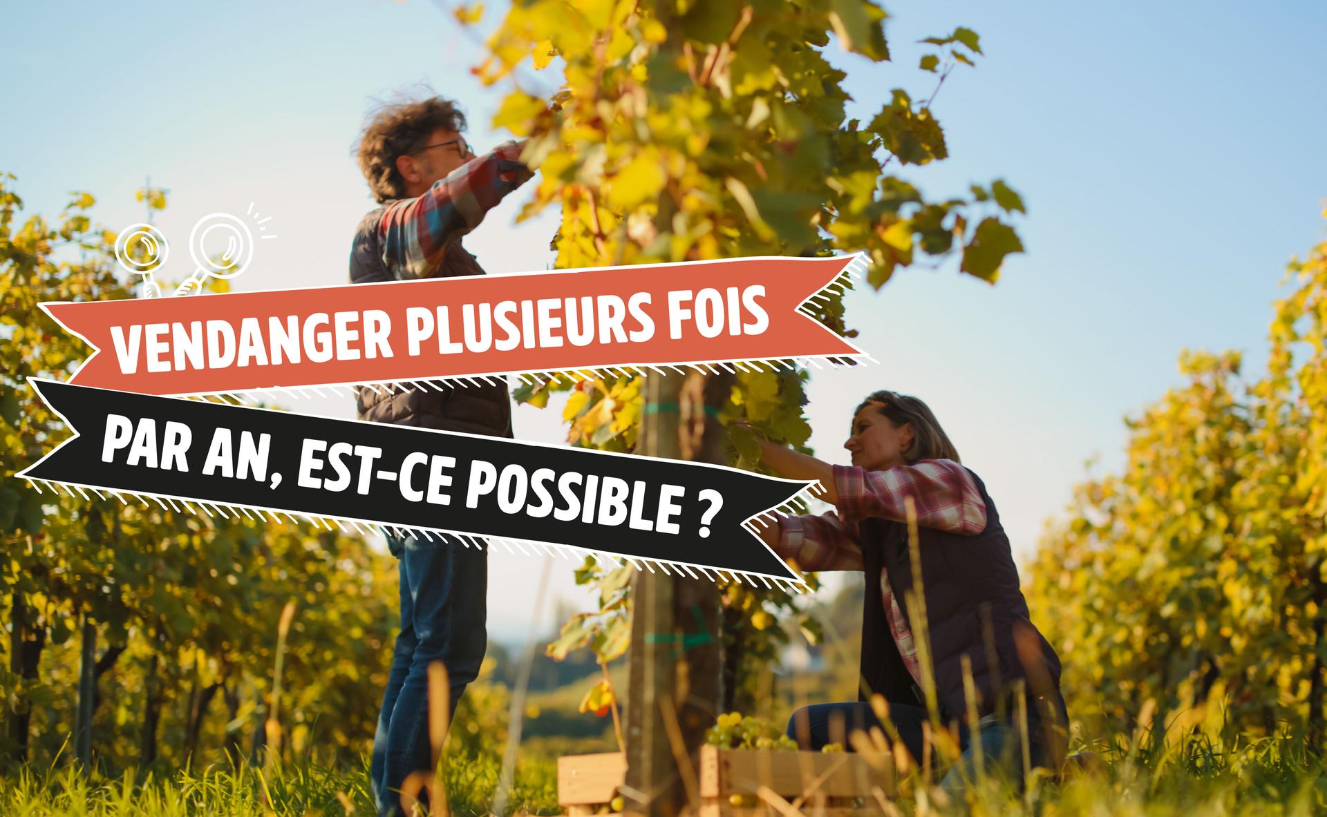 Vendanger plusieurs fois par an, est-ce possible ?