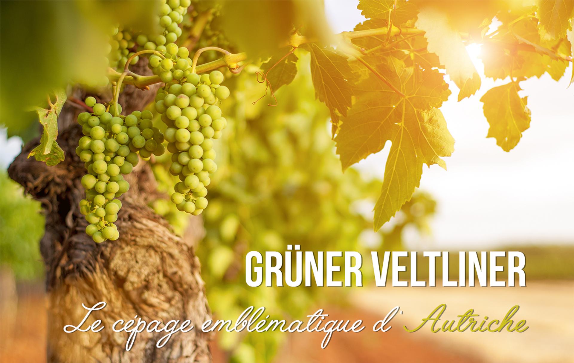 Grüner Veltliner, le cépage emblématique de l'Autriche