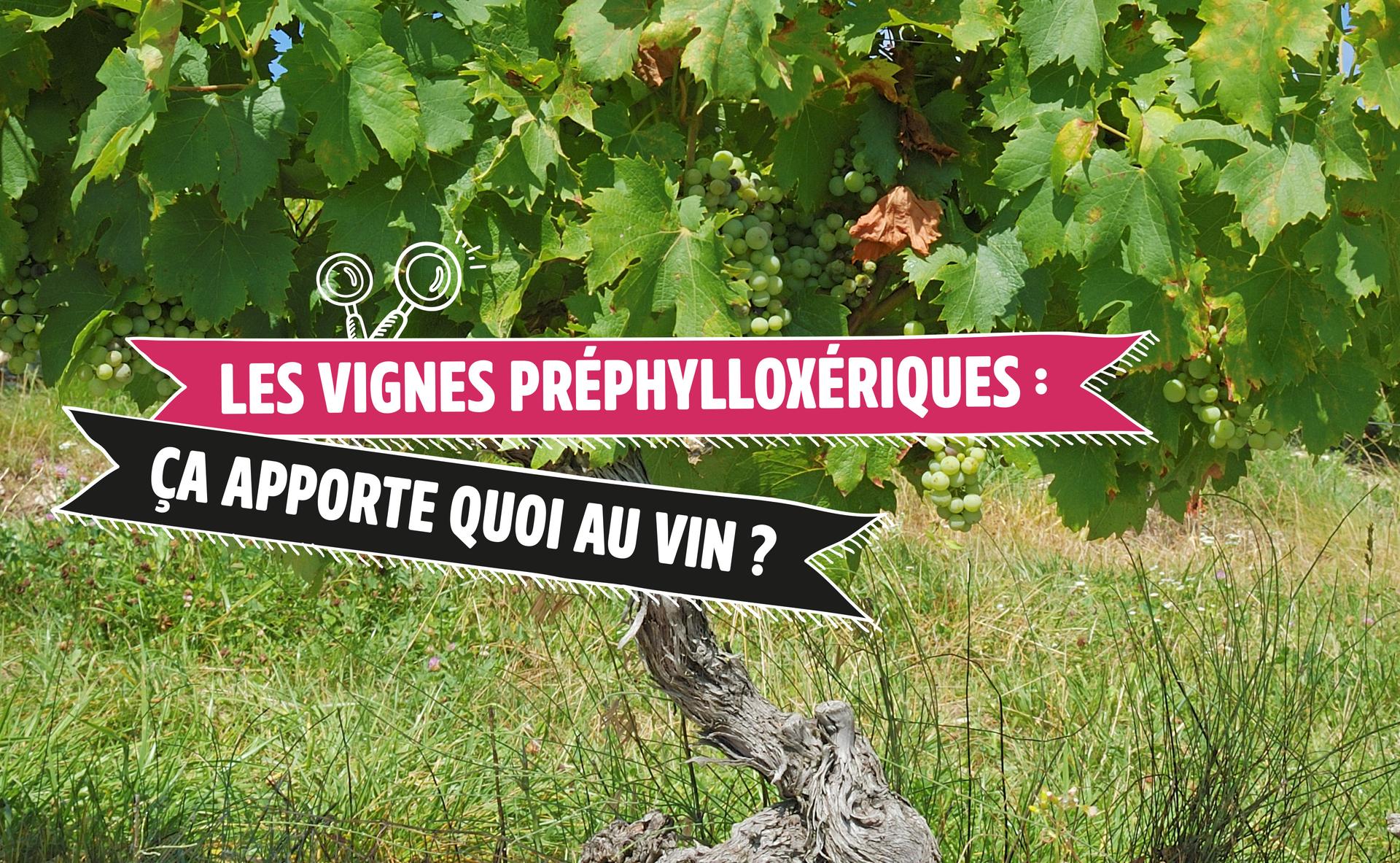 Les vignes préphylloxériques : ça apporte quoi au vin ?