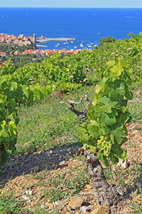 Vignobles en Catalogne - toutlevin.com - Le blog