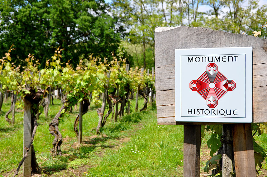 A la découverte d'une parcelle préphylloxérique inscrite aux Monuments Historiques - Crédit photo : les vignerons de Plaimont