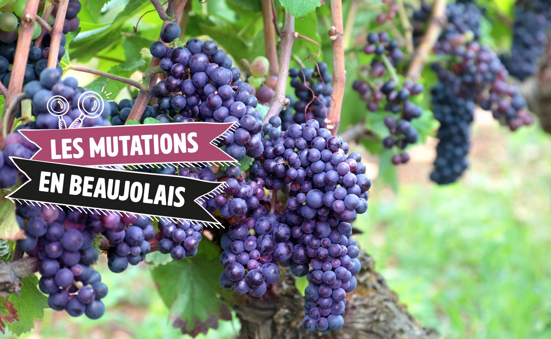 Les Mutations en Beaujolais