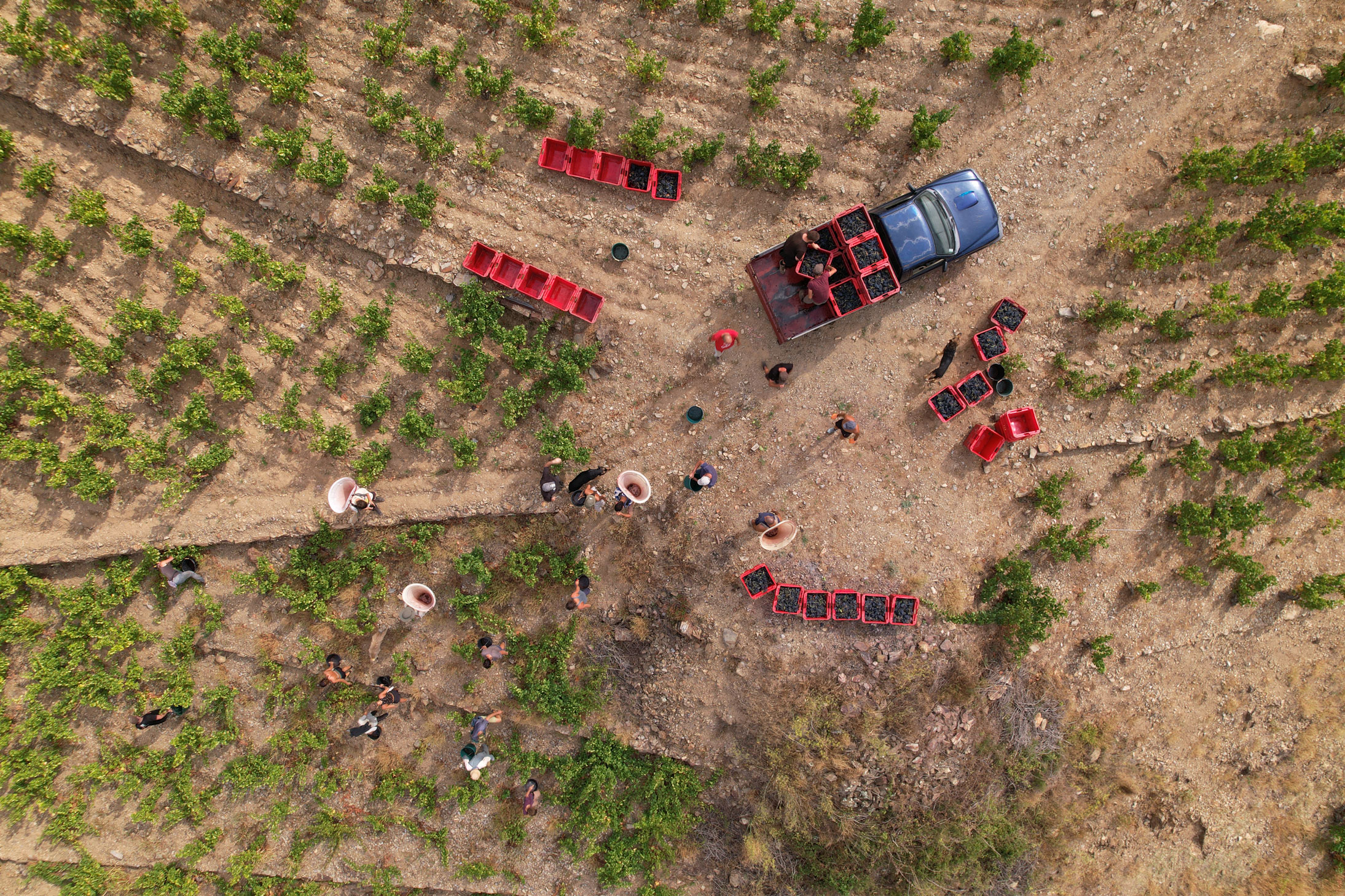 Une viticulture ancestrale et acharnée - Crédit photo : Collioure Banyuls