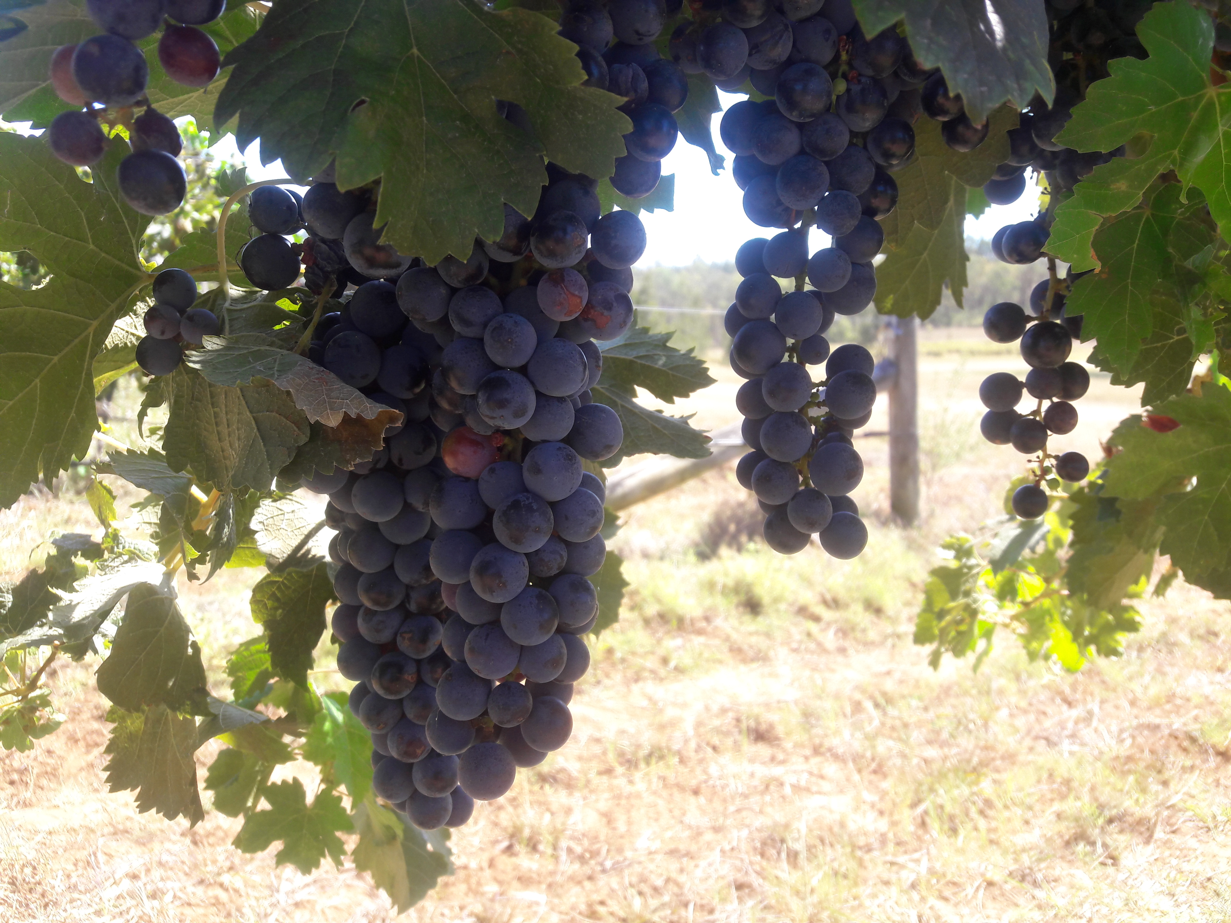 Raisins du vignoble de Macquariedale Organic Wines