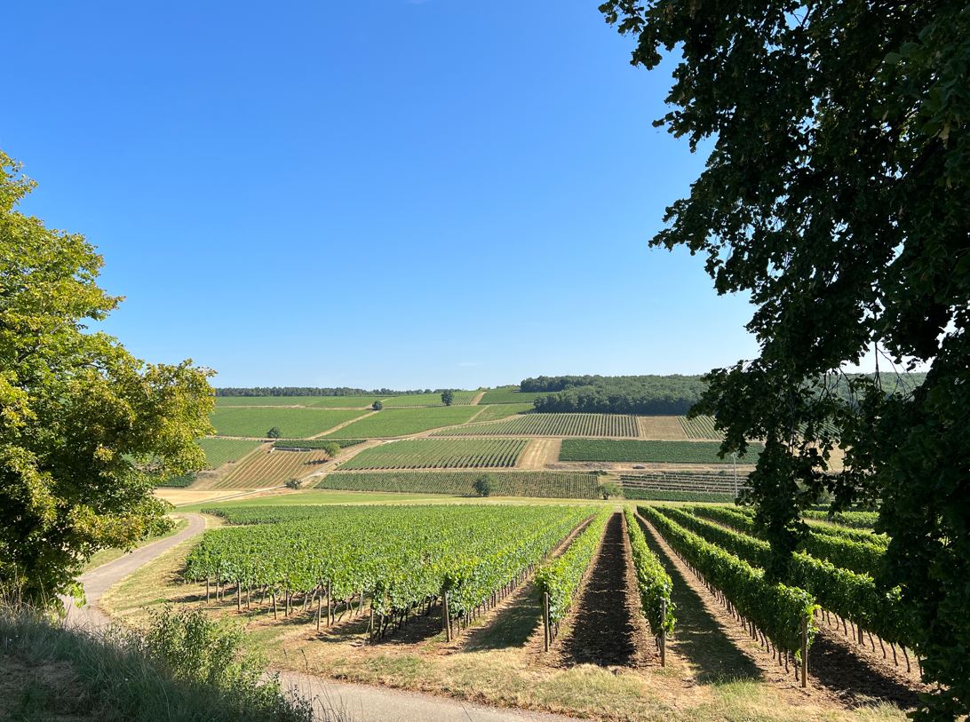 Vignes en Hautes-Côtes