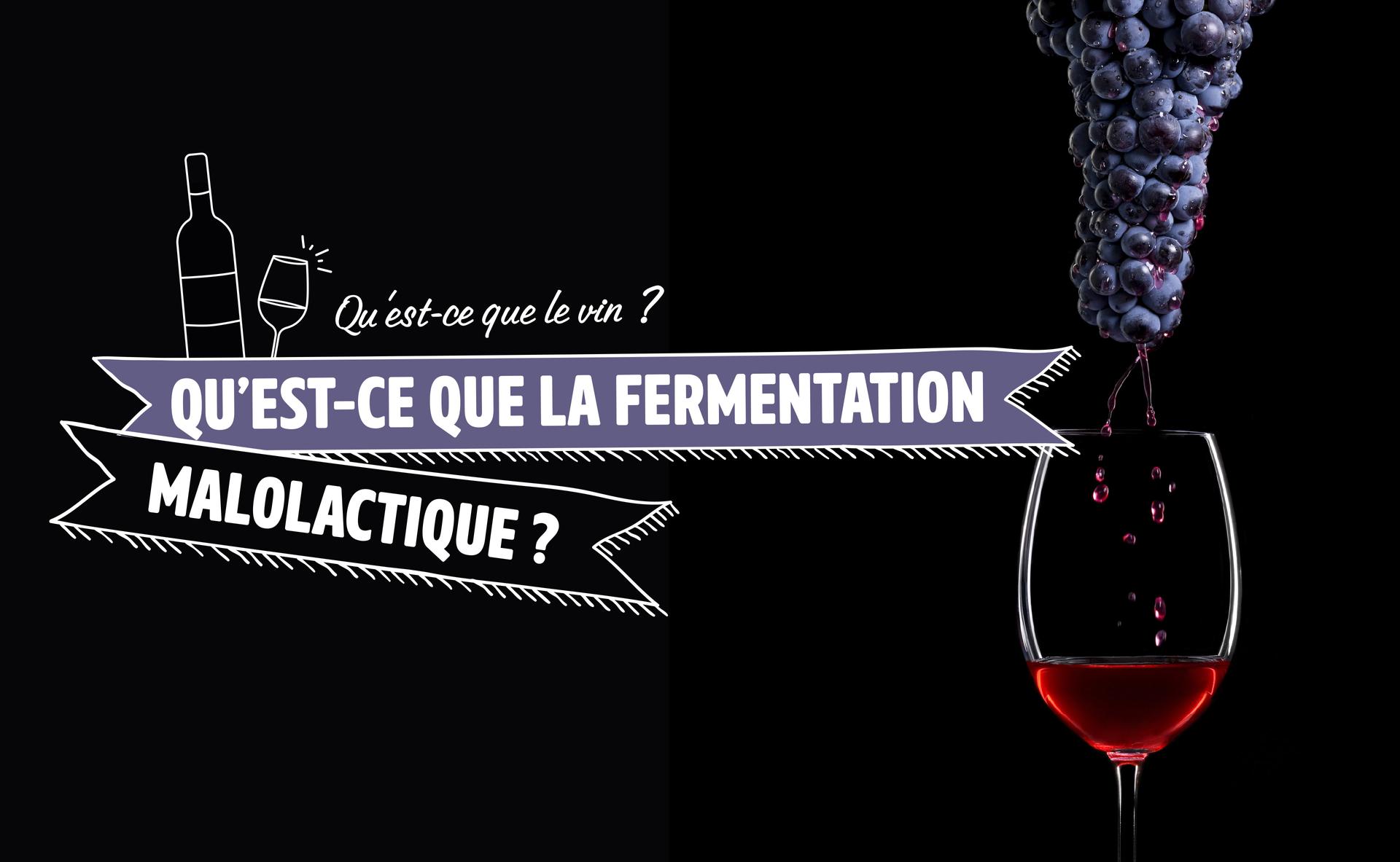 Qu’est-ce que la fermentation malolactique ?