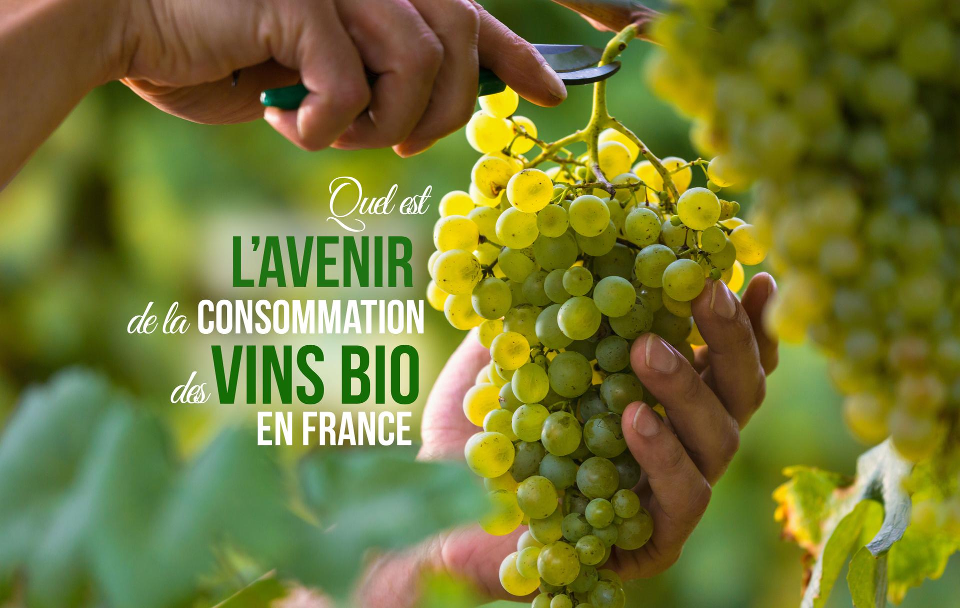 Quel est l'avenir de la consommation des vins bio en France