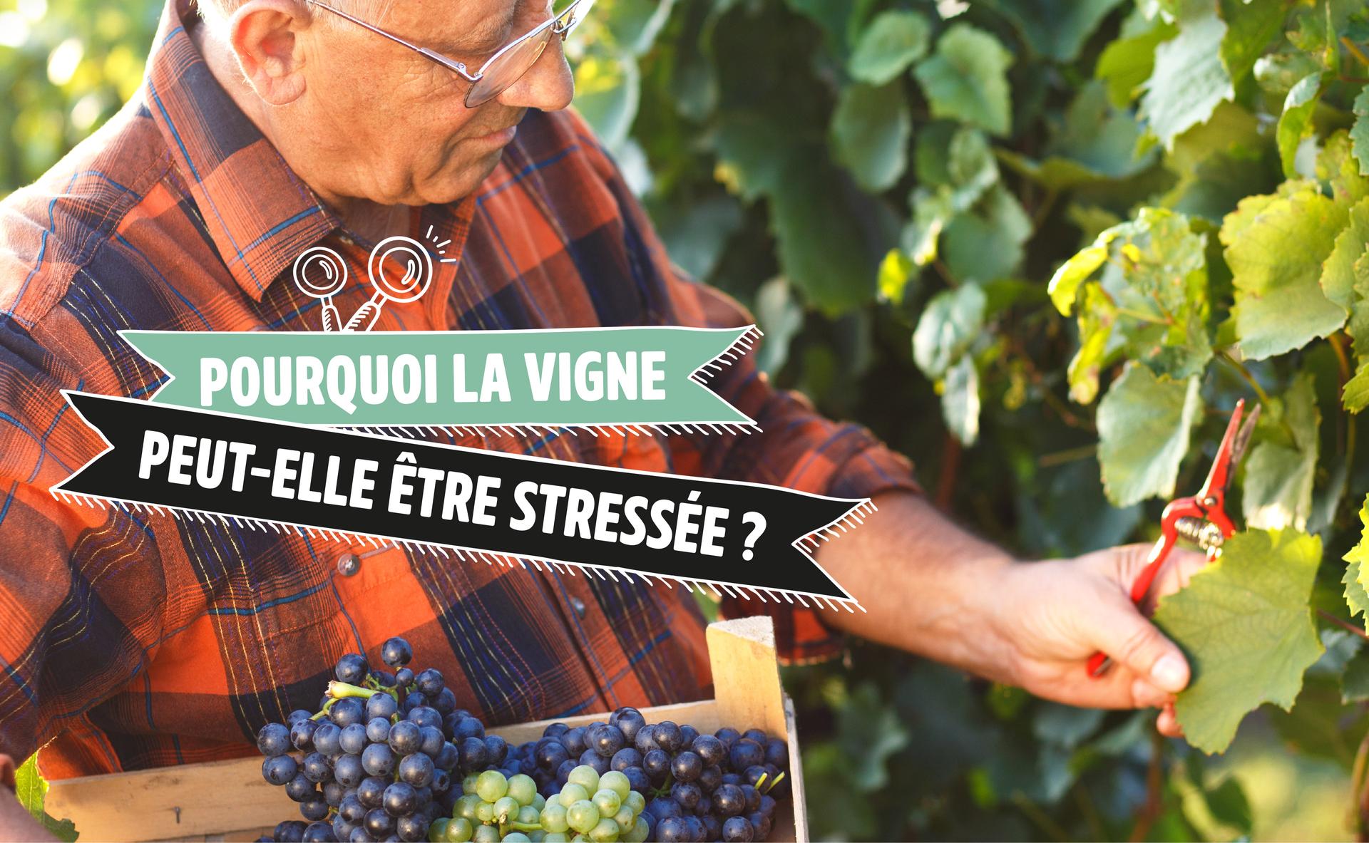 La vigne peut-elle être stressée ?