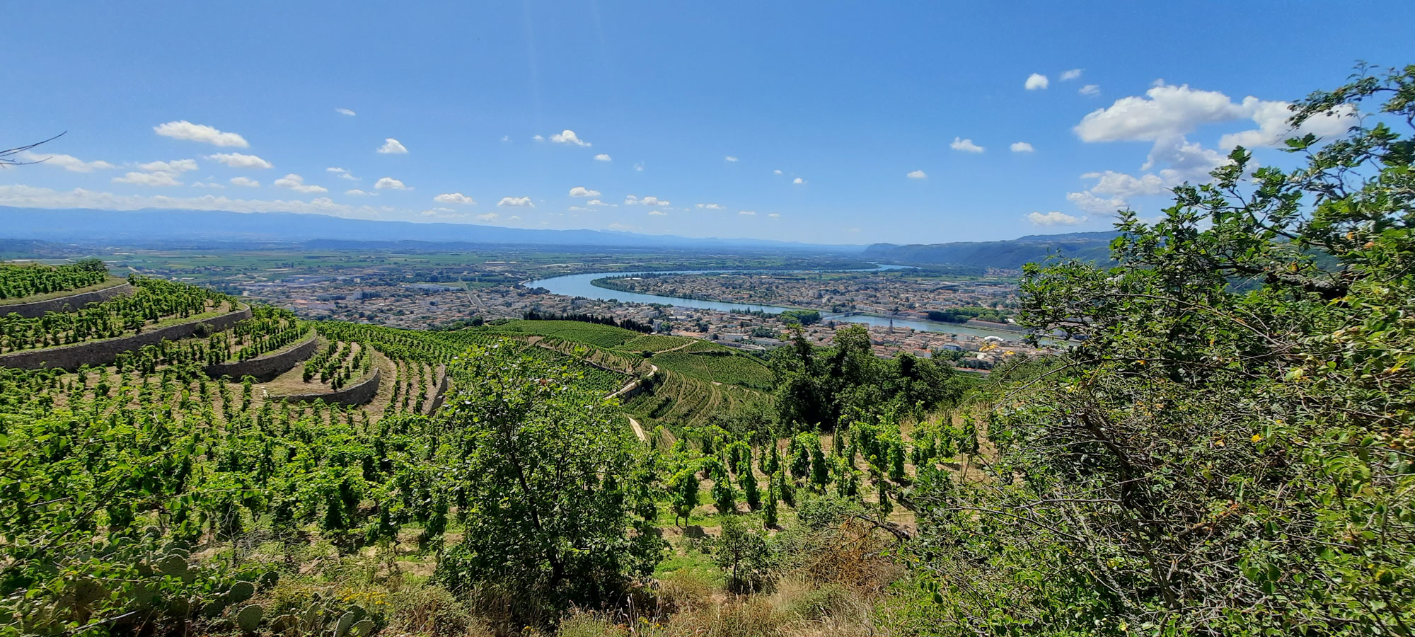 Prestigieux cru de la Vallée du Rhône septentrional, Crozes-Hermitage produit 90% de vins rouges - Crédit photo : @ Romy Ducoulombier