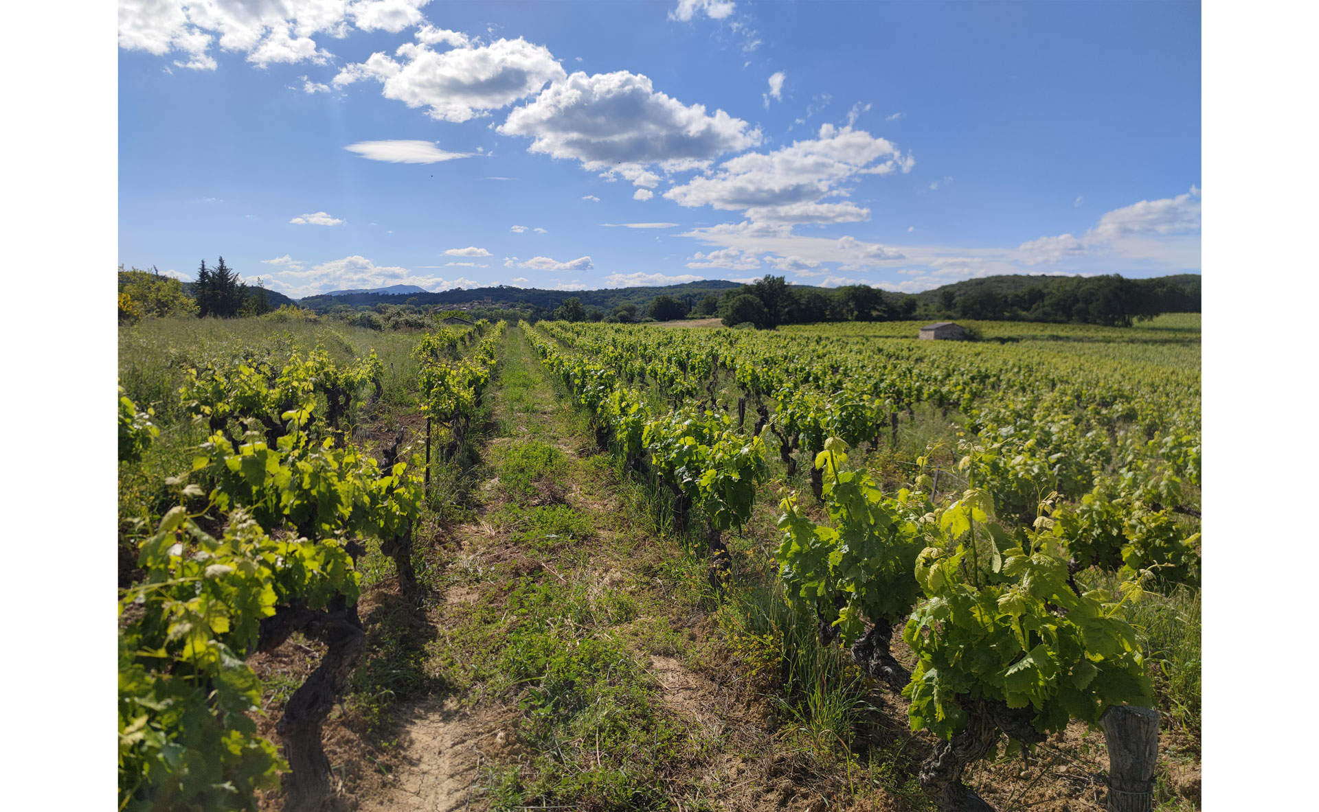 Les vignes du Duché d'Uzès