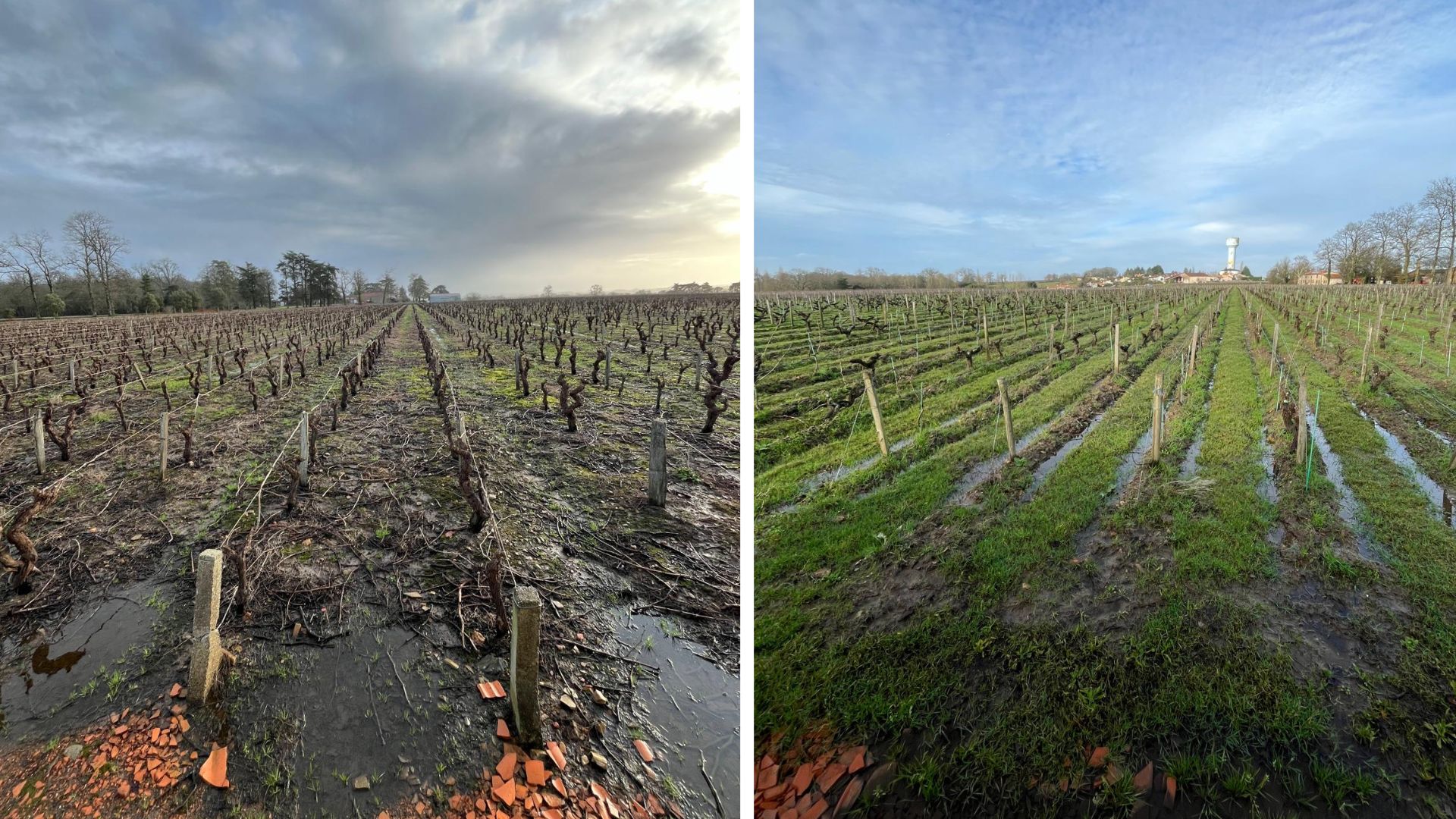 Deux parcelles dans le muscadet un lendemain de pluie : celle de gauche est désherbée chimiquement, celle de droite favorise l’enherbement - Crédit photo : Leslie Brochot