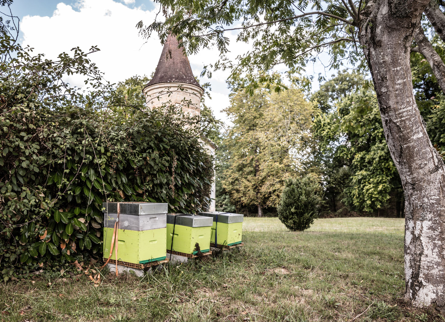 Les abeilles soutiennent les espèces utiles à l’agriculture - Crédit photo : Domaine Tariquet
